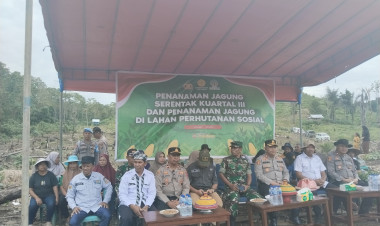Polres Buton dan Pemda Tanam Jagung Serentak di Desa Wangu-Angu, Dukung Swasembada Pangan Nasional